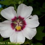 Malva acerifolia Flower