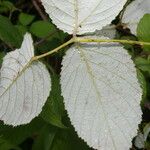 Rubus glaucus Leaf