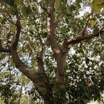 Ficus altissima Habitat