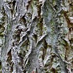 Quercus suber Bark