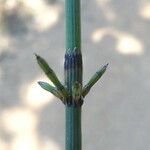 Equisetum ramosissimum പുറംതൊലി