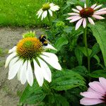 Echinacea purpurea Hábito