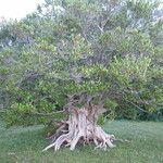 Myrceugenia exsucca Hábito