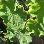 Alchemilla mollis Leaf