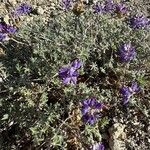 Lupinus sellulus Flower
