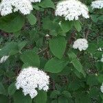 Viburnum lantana Folla