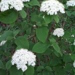 Viburnum lantana برگ