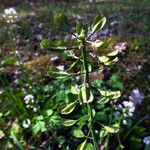 Noccaea caerulescens Frutto