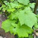 Sparrmannia africana ഇല