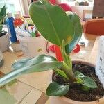 Philodendron martianum Deilen