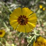 Madia elegans Flower