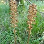 Neottia nidus-avis Flower