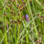 Juncus articulatusFleur