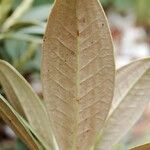 Rhododendron insigne Φύλλο