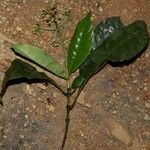 Psychotria alatipes 整株植物