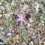 Colchicum montanum Квітка