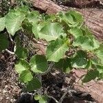 Ficus abutilifolia Leaf