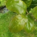 Quercus agrifolia Hoja