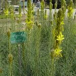 Asphodeline lutea Habit