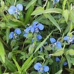 Commelina latifolia Habitat