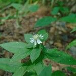 Eurybia schreberi Flower