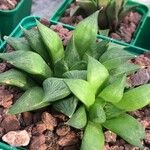 Haworthia magnifica Leaf