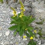 Verbascum densiflorum Flor