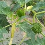 Datura stramonium Leaf