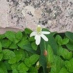 Anemopsis californica Blomst