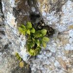 Asplenium marinum Leaf