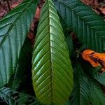 Tetracera scandens Leaf