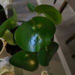 Peperomia polybotrya Blatt