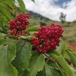 Sambucus racemosa Ovoce