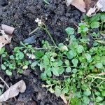 Cardamine hirsuta Blad