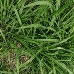 Panicum maximum Hoja