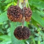 Buddleja globosa फल