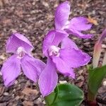 Roscoea humeana Blomst