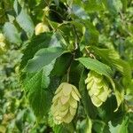 Ostrya virginiana Leaf