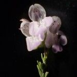 Conradina canescens Flower