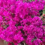 Bougainvillea glabra花