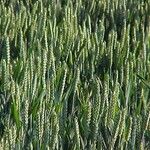 Triticum aestivum Habit