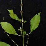Hygrophila costata Leaf