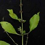 Hygrophila costata Blad