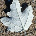 Populus alba Blatt