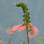 Calliandra houstoniana 花