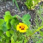 Coreopsis tinctoriaFlor