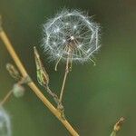 Lactuca saligna Fruit