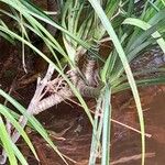 Pandanus pygmaeus Otro