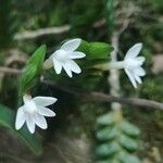 Angraecum distichum Blüte