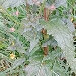 Verbascum blattaria Leaf